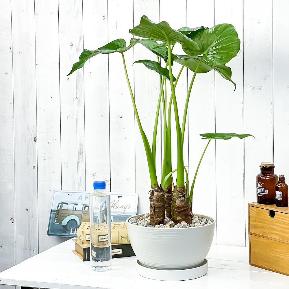 観葉植物 アロカシア シマクワズイモ 8号平鉢 受け皿付き 育て方説明書付き Alocasia Cucullata Marcsdesign Com