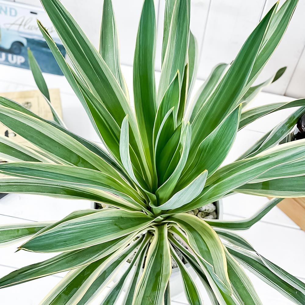 観葉植物 ユッカ グロリオサ バリエガータ 7号鉢 受け皿付き 育て方説明書付き Yucca Gloriosa F Variegata 希少 レア 珍しい 庭園樹 Creeenti Cl