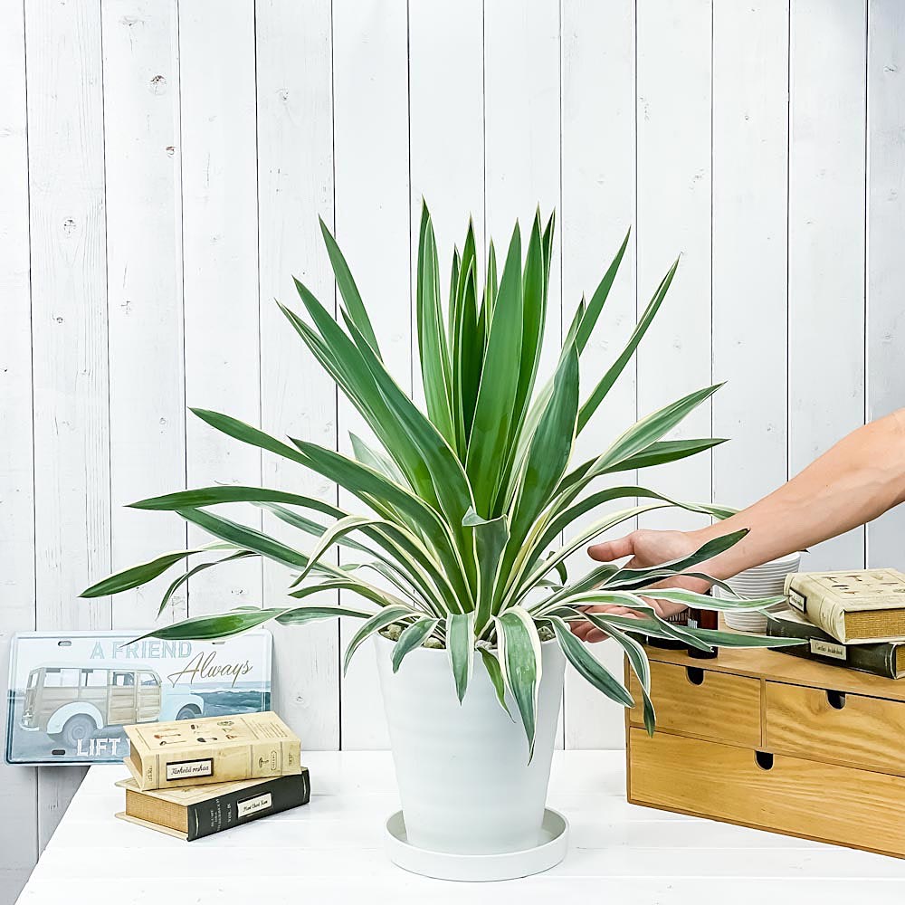 観葉植物 ユッカ グロリオサ バリエガータ 7号鉢 受け皿付き 育て方説明書付き Yucca Gloriosa F Variegata 希少 レア 珍しい 庭園樹 Creeenti Cl
