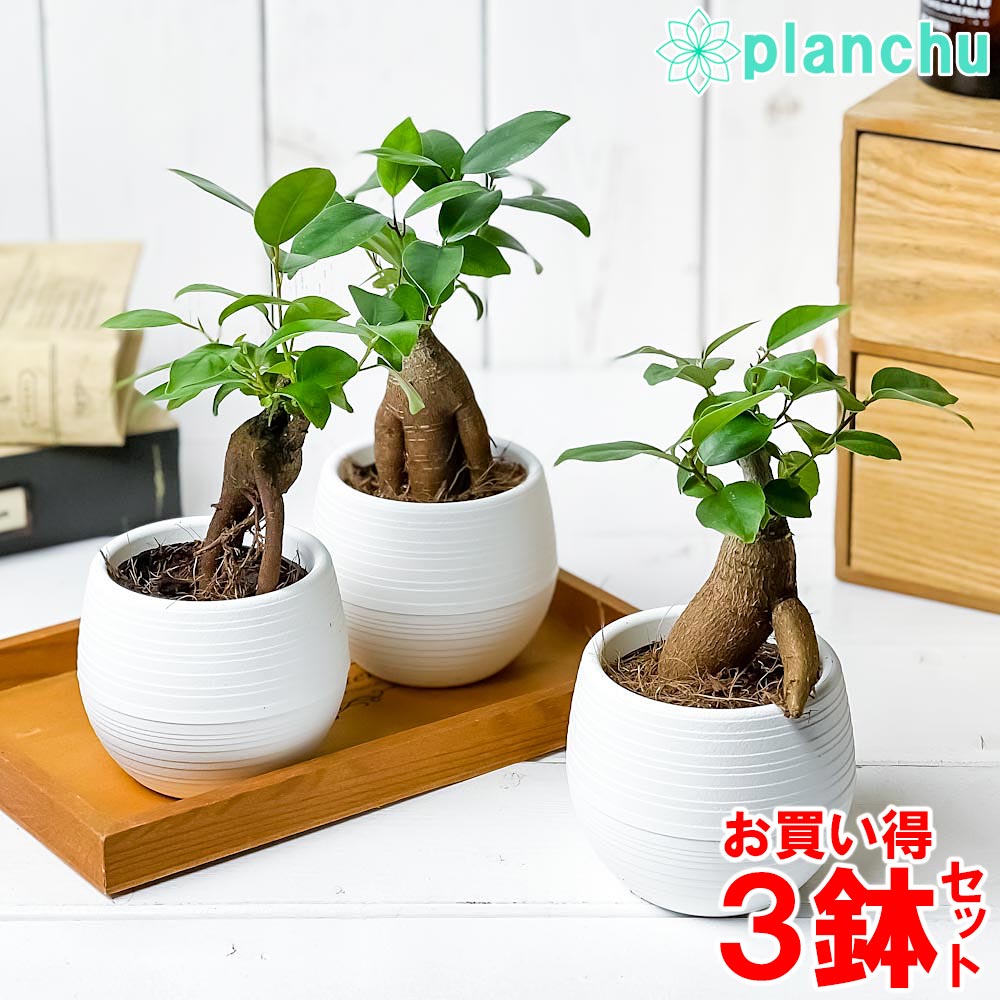 楽天市場】PLANCHU 観葉植物 ガジュマル 太幹 7号樹脂鉢