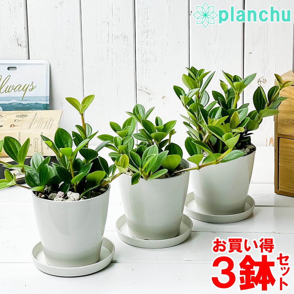 楽天市場】PLANCHU 観葉植物 カラテア サンデリアーナ 4号鉢 受け皿付き 育て方説明書付き Calathea ornata  'Sabderiana' : プランチュ 楽天市場店