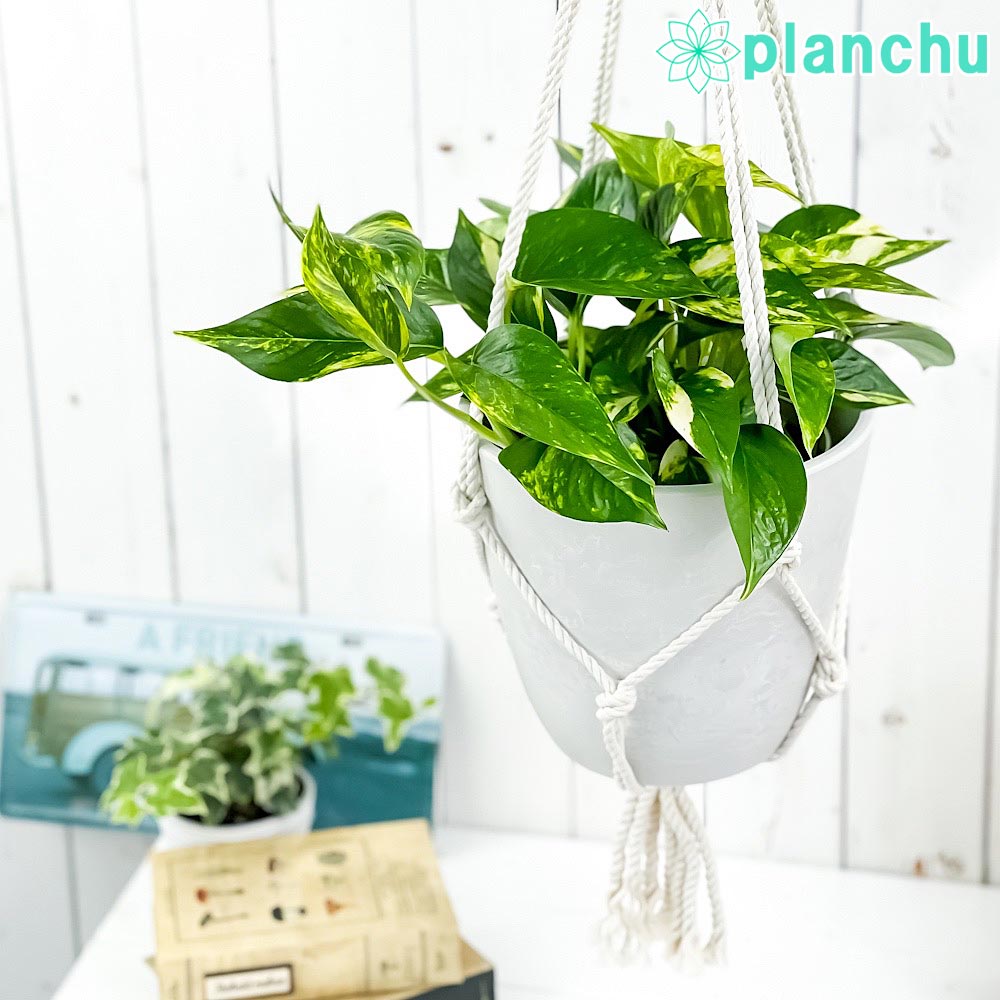 楽天市場】PLANCHU 観葉植物 フィロデンドロン クルエンタム 6号