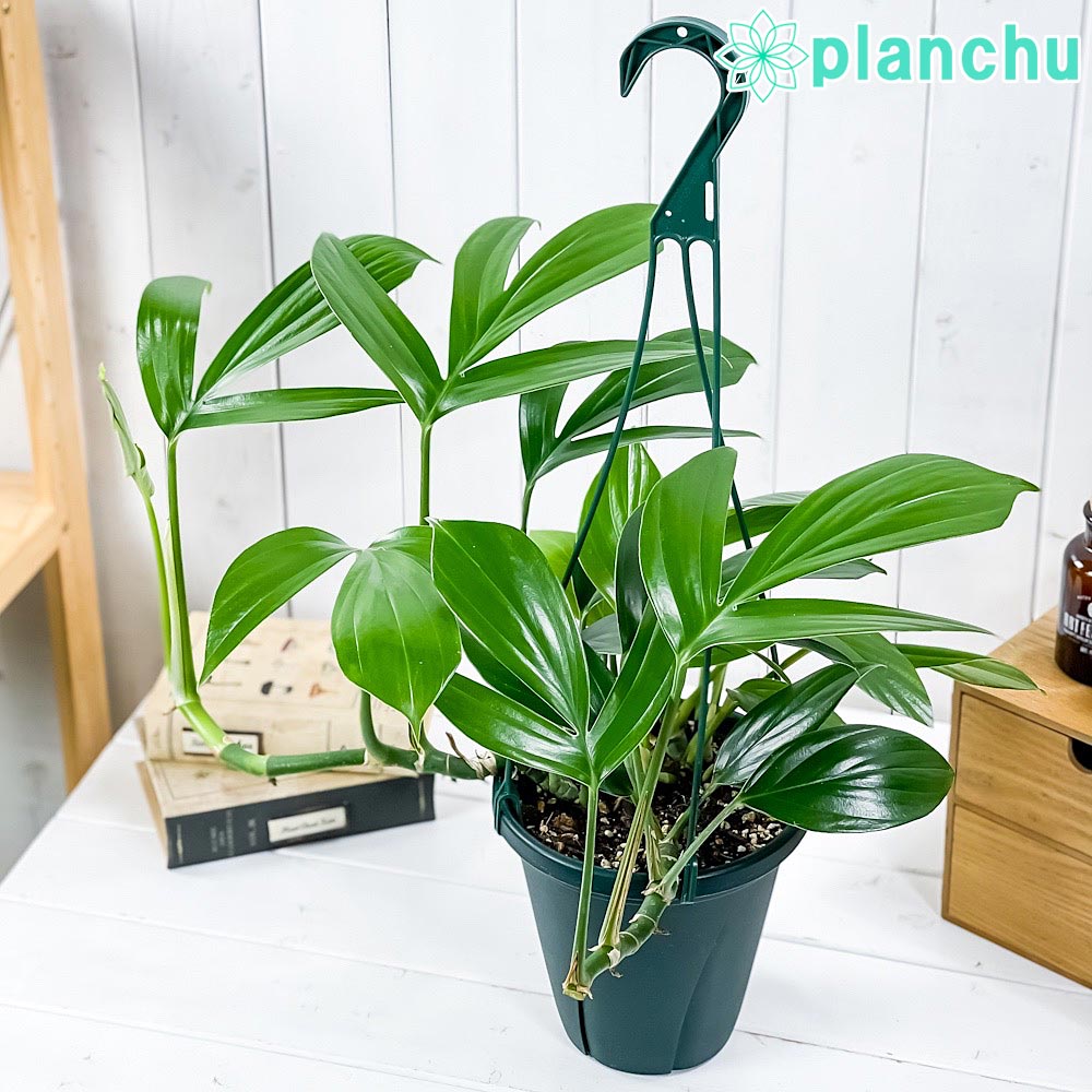 観葉植物 ハブカズラ 6号吊り鉢 育て方説明書付き Epipremnum pinnatum エピプレムヌム アロイド プランチュ ハブカズラ