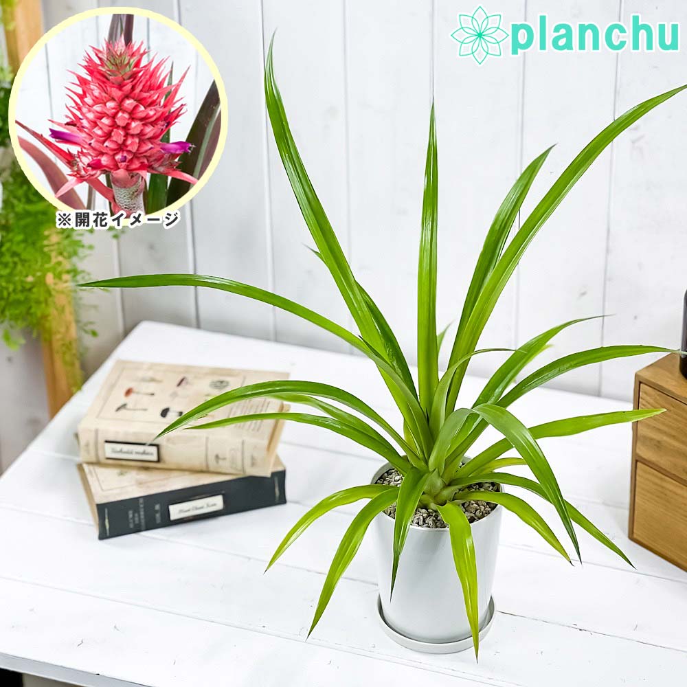 【楽天市場】観葉植物 アナナス サンゴパイン 4号鉢 受け皿付き 育て方説明書付き Ananas cv. パイナップル 花パイン ブロメリア