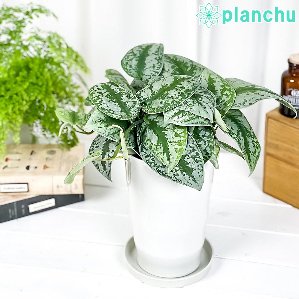観葉植物 アグラオネマ レディバレンタイン 4号鉢 受け皿付き 育て方説明書付き Aglaonema 'Lady Valentine' 幸せを 招くタイの宝石 アロイド プランチュ 