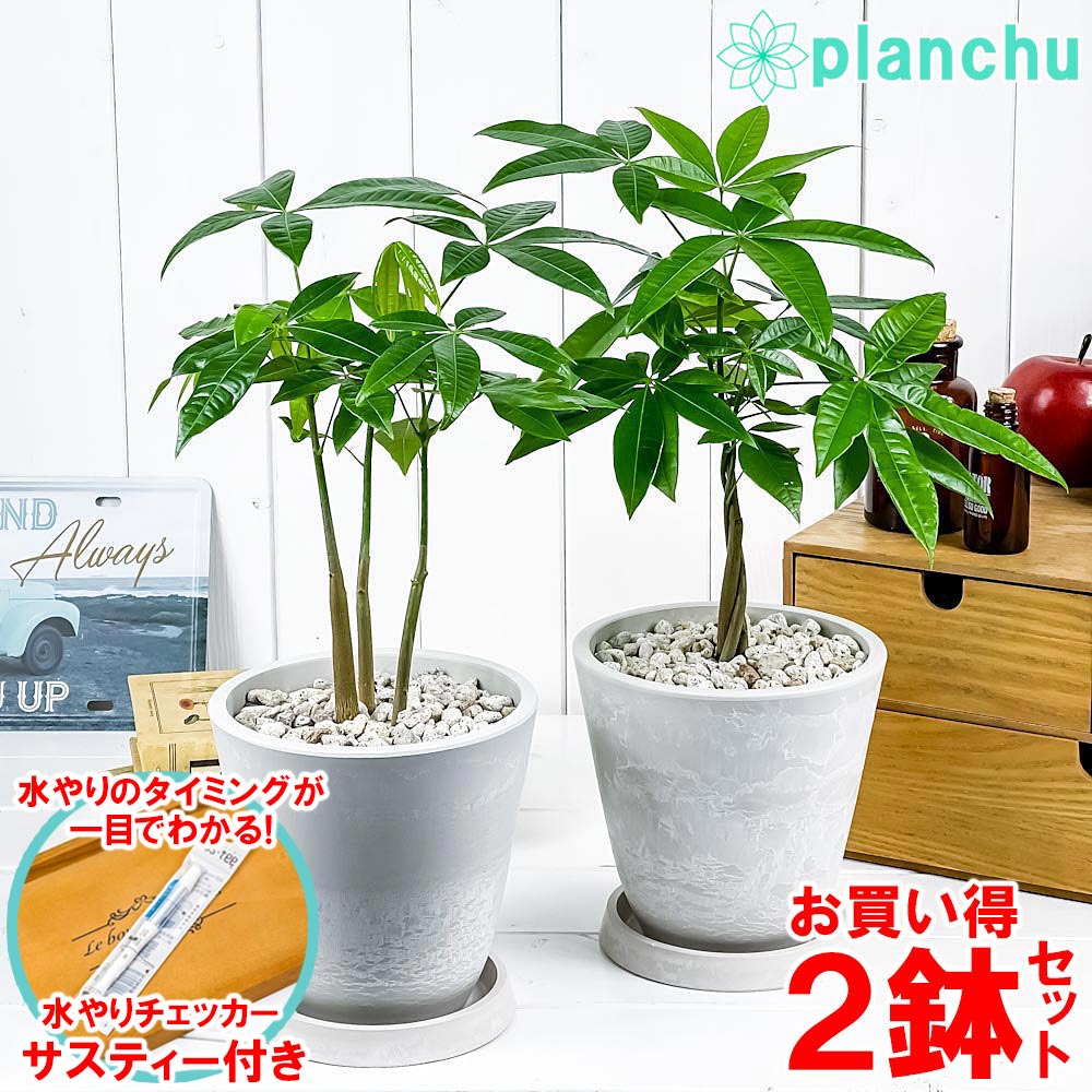 パキラ♪ パキラ（ポット付）｜商品案内｜株式会社アスカ商会