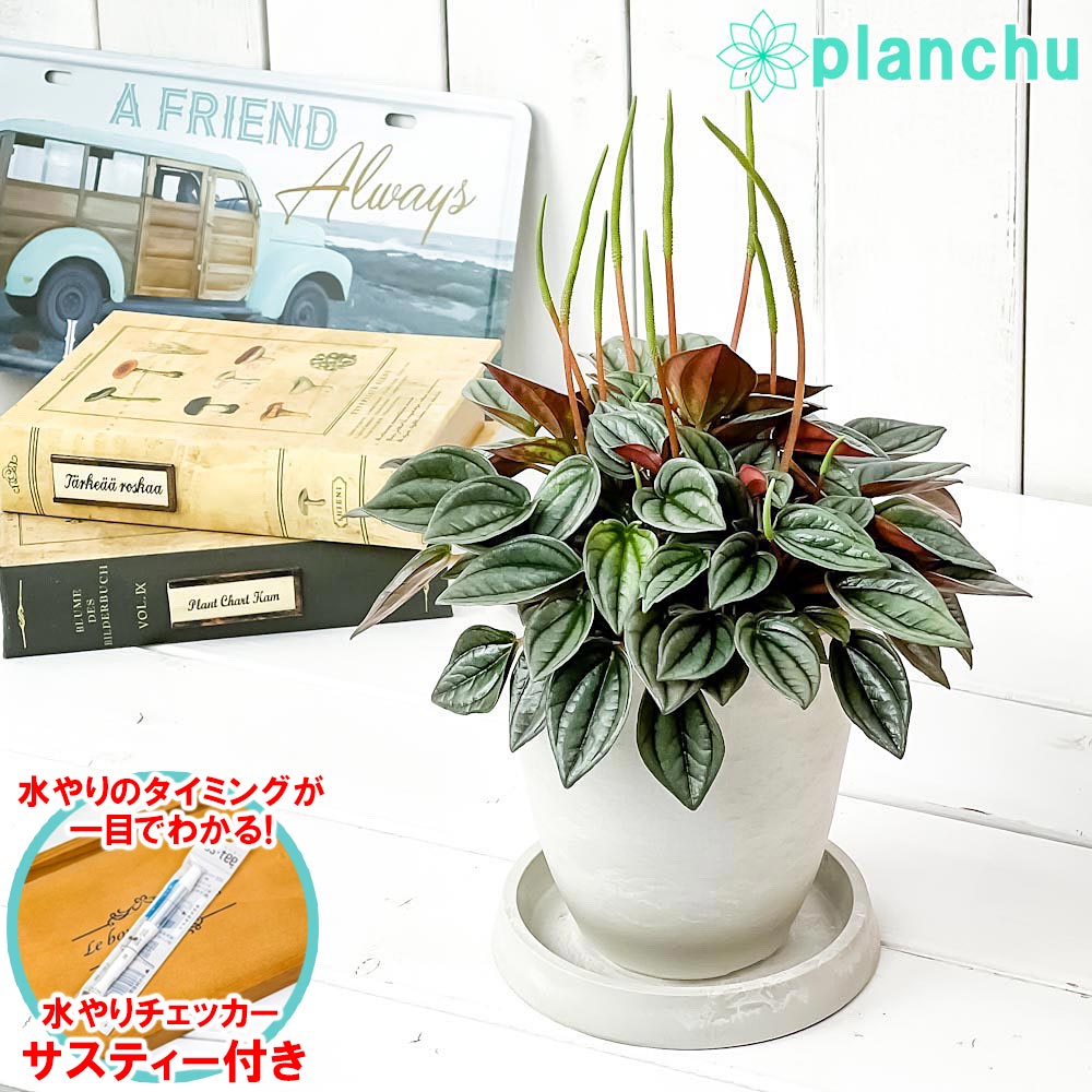 観葉植物 アグラオネマ レディバレンタイン 4号鉢 受け皿付き 育て方説明書付き Aglaonema 'Lady Valentine' 幸せを 招くタイの宝石 アロイド プランチュ 