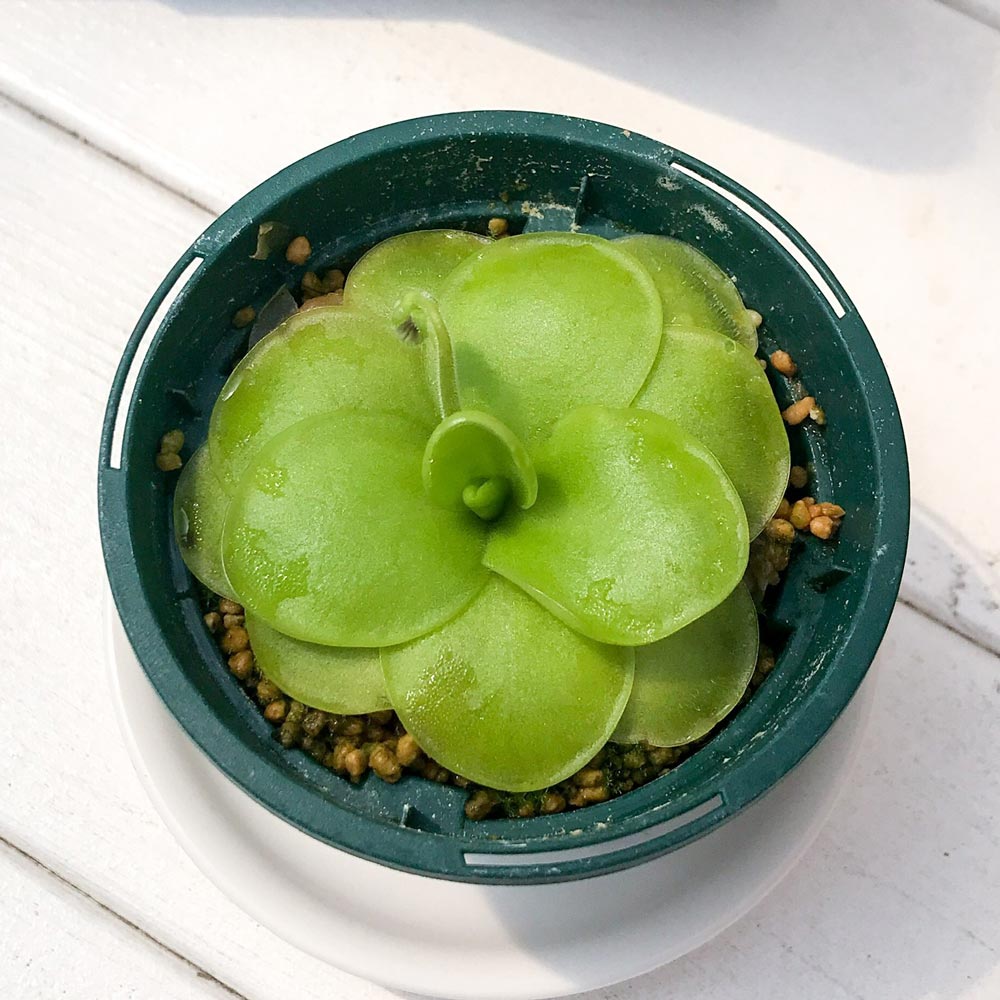 食虫植物 ムシトリスミレ ピンギキュラ ティナ エマルギナータ 3ナンバーフラワーポット 育て人称注釈筆蹟幸せ Pinguicula Tina Emarginata Hotjobsafrica Org