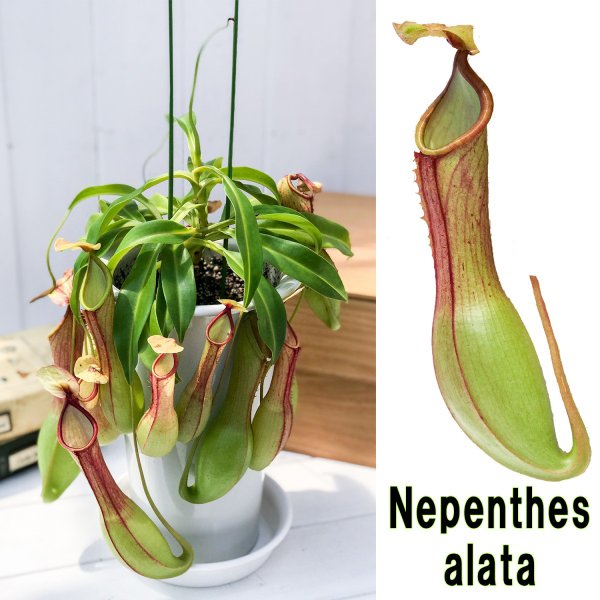 楽天市場 食虫植物 ウツボカズラ ネペンテス アラタ アカ 5号鉢 Nepenthes Alata 育て方説明書付き アラータ プランチュ 楽天市場店