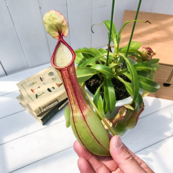 楽天市場 食虫植物 ウツボカズラ ネペンテス アラタ アカ 5号鉢 Nepenthes Alata 育て方説明書付き アラータ プランチュ 楽天市場店