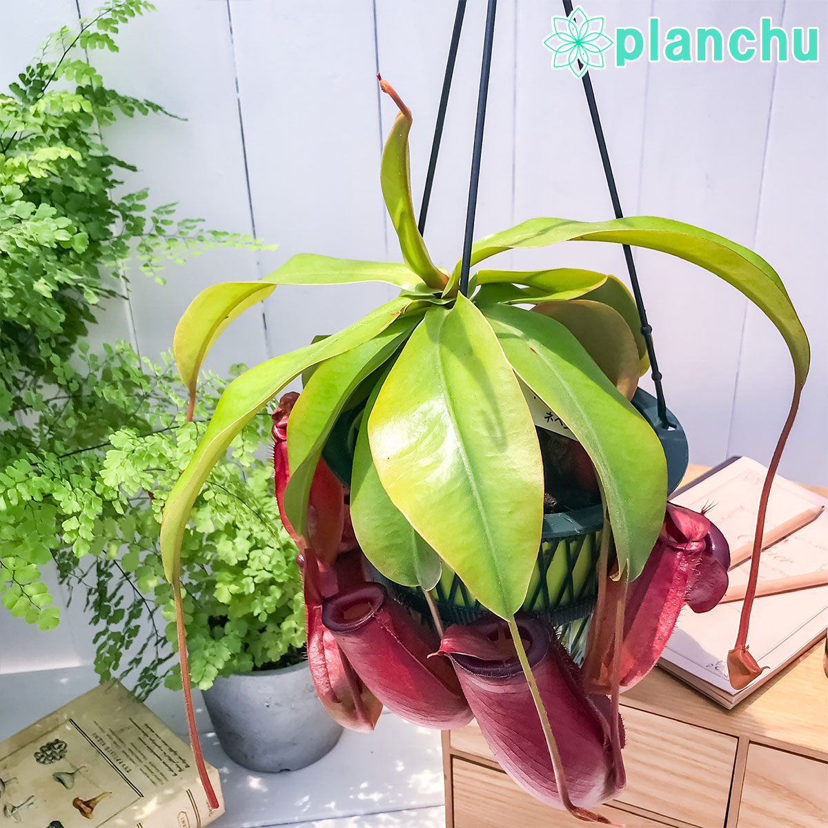 食虫植物 ウツボカズラ ネペンテス レディラック 5号吊り鉢 育て方説明書付き Nepenthes Lady Luck Loeschenart Com