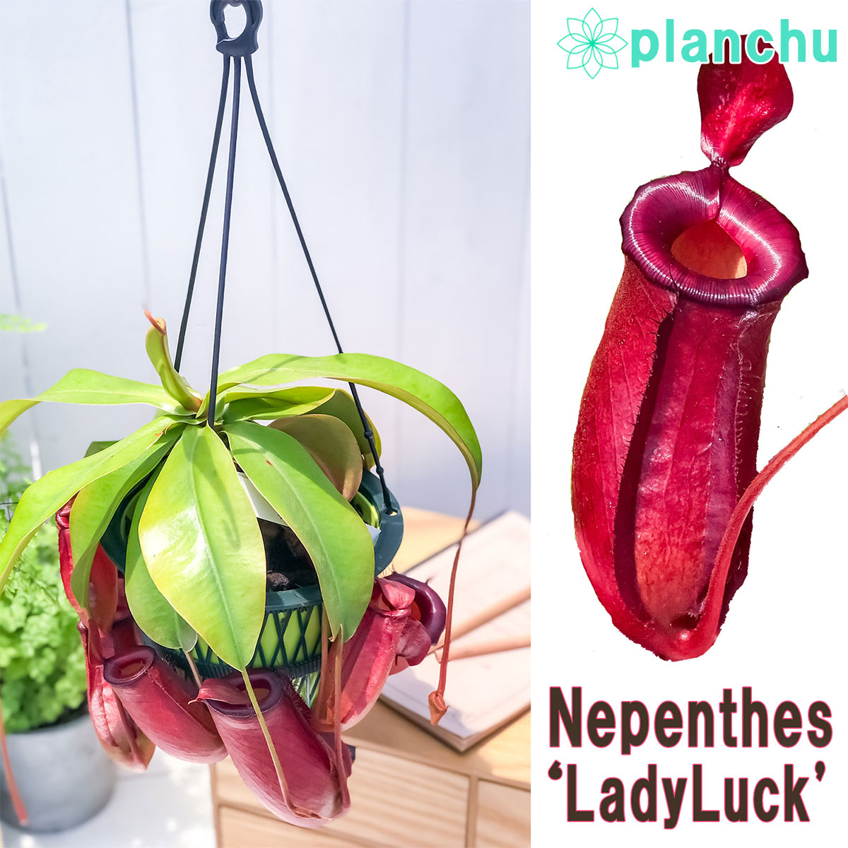 食虫植物 ウツボカズラ ネペンテス レディラック 5号吊り鉢 育て方説明書付き Nepenthes Lady Luck Loeschenart Com