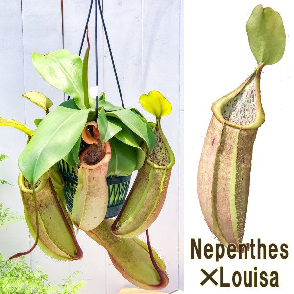 食虫植物 ウツボカズラ ネペンテス ルイーザ 5号吊り鉢 育て方説明書付き Nepenthes Louisa Korkmazmauritius Com