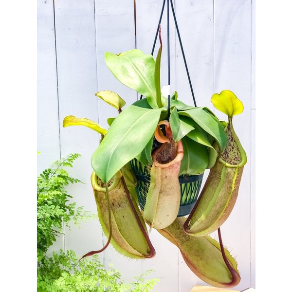 食虫植物 ウツボカズラ ネペンテス ルイーザ 5号吊り鉢 育て方説明書付き Nepenthes Louisa Giosenglish Com