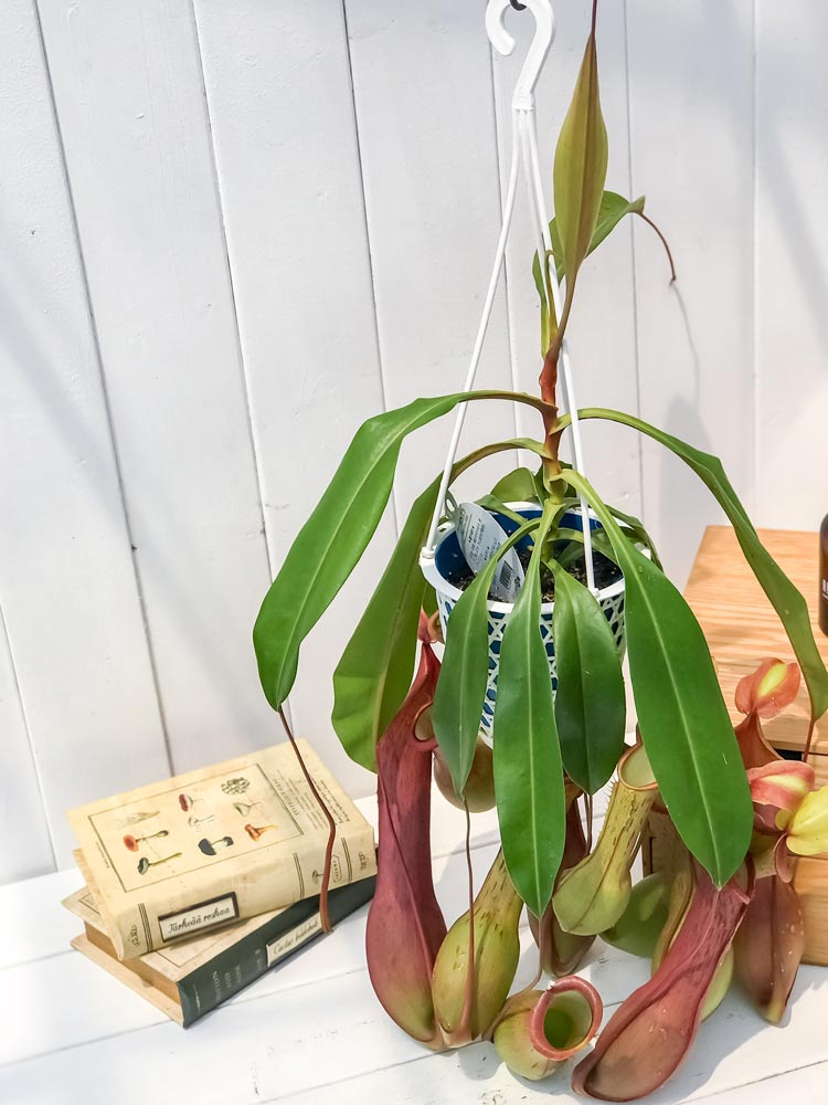 楽天市場 食虫植物 ウツボカズラ ネペンテス アラタ アカネ 5号吊り鉢 Nepenthes Alata 育て方説明書付き 狂氣令嬢 茜 アラータ プランチュ 楽天市場店