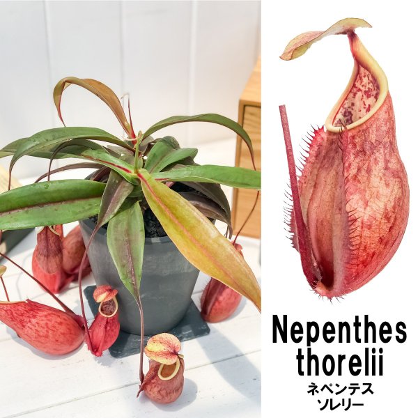 楽天市場 食虫植物 ウツボカズラ ネペンテス ソレリー 樹脂ポット植え ツボ無し株 Nepenthes Thorelii 育て方説明書付き プランチュ 楽天市場店