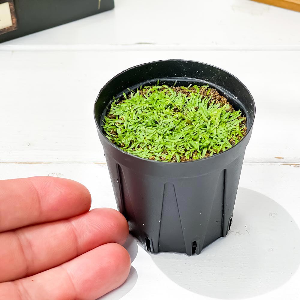 食虫植物 ウトリクラリア グラミニフォリア 2号鉢 育て方説明書付き Utricularia Graminifolia ミミカキグサ ウォーターローン 水上葉 Educaps Com Br