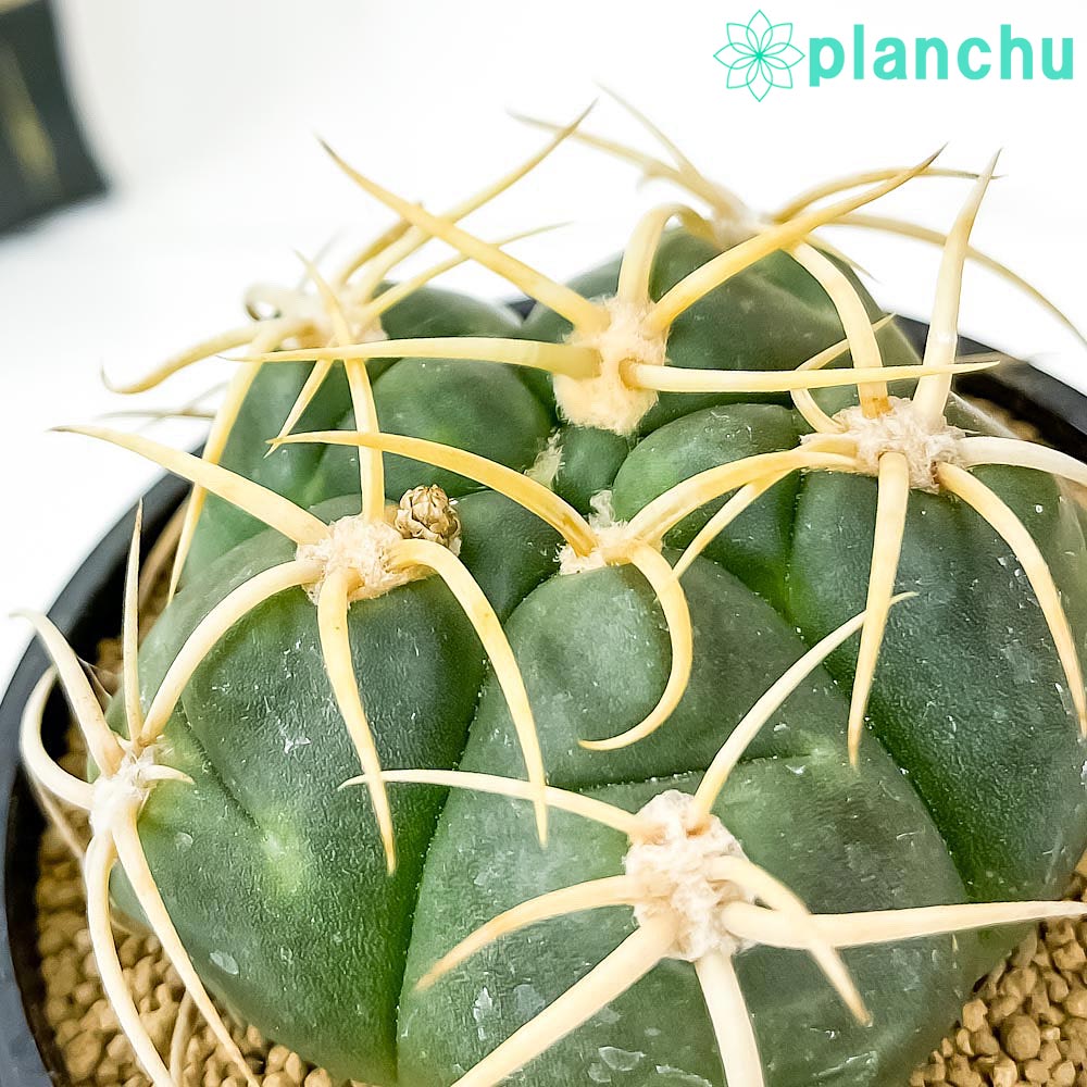 楽天市場 サボテン ギムノカリキウム 海王丸 かいおうまる 3号鉢 Gymnocalycium Denudatum Var Paraguayensis プランチュ 楽天市場店