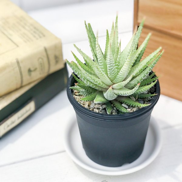 楽天市場 多肉植物 ハオルチオプシス チョベリバ 3号鉢 Haworthiopsis Choveriba ハオルチア プランチュ 楽天市場店