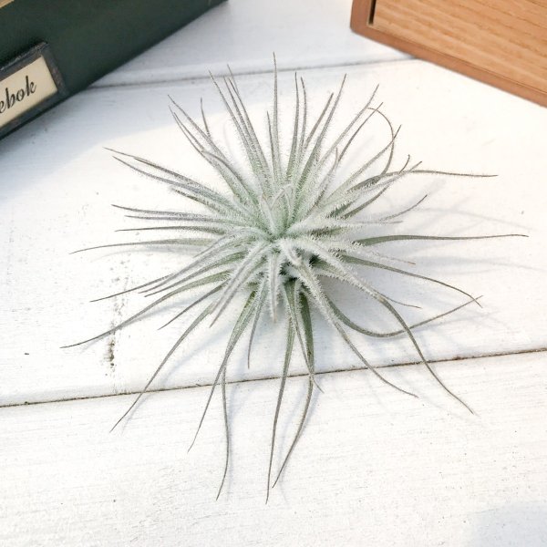 着生植物 チランジア テクトラム スモール Tillandsia エアープランツ ティランジア ブロメリア Doorswindowsstairs Co Uk