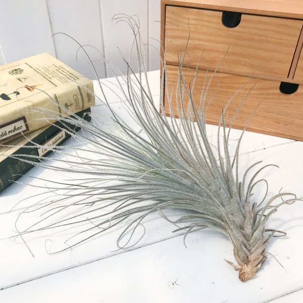 エアプランツ チランジア テクトラム ペルー共和国 Tillandsia エアープランツ ティランジア ブロメリア Marchesoni Com Br