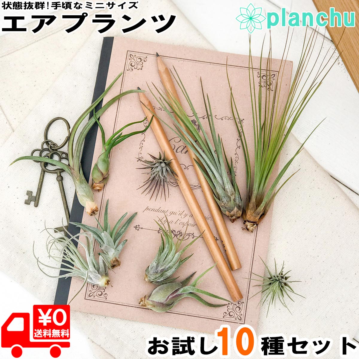 エアプランツ チランジア お試し10種セット エアープランツ ティランジア 初心者向き Tillandsia ブロメリア Giosenglish Com