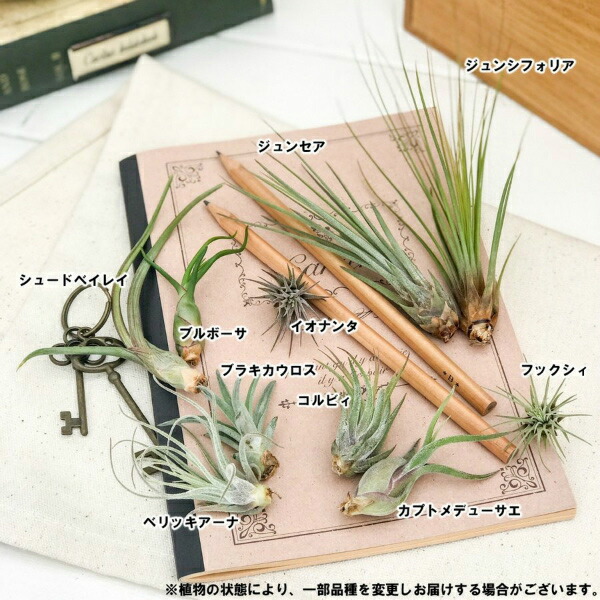 エアプランツ チランジア おトライヤル10物種ひとそろい エアープランツ ティランジア ビギナー方 Tillandsia ブロメリア Nobhillmusic Com