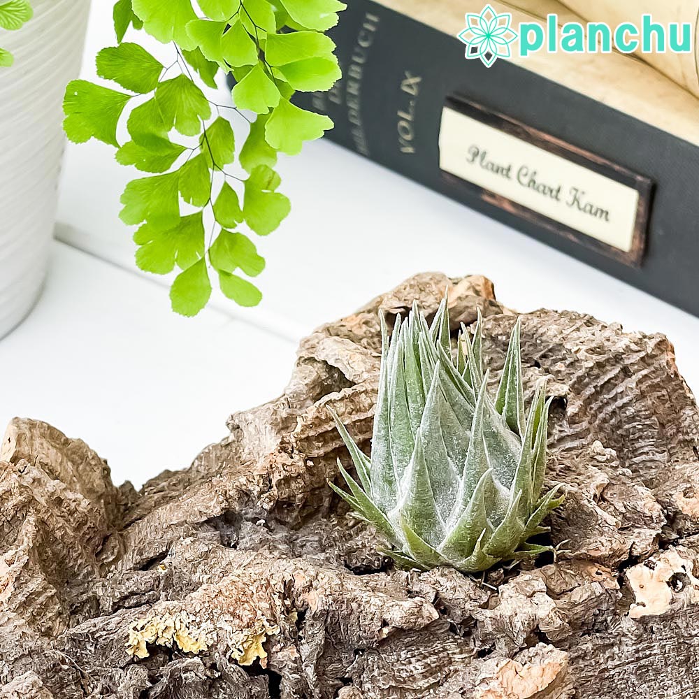 楽天市場 エアプランツ チランジア カウツキー 育て方説明書付き Tillandsia Streptophylla エアープランツ ティランジア ブロメリア 希少 レア 珍しい プランチュ 楽天市場店