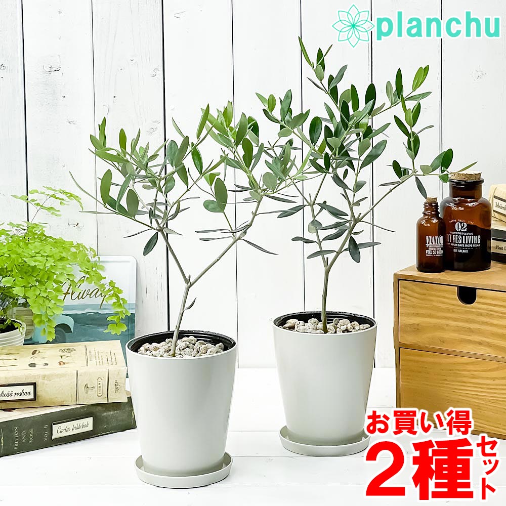 354円 大人気の 観葉植物 シェフレラ アルボリコラ トリネッティ 3 5号鉢 受け皿付き 育て方