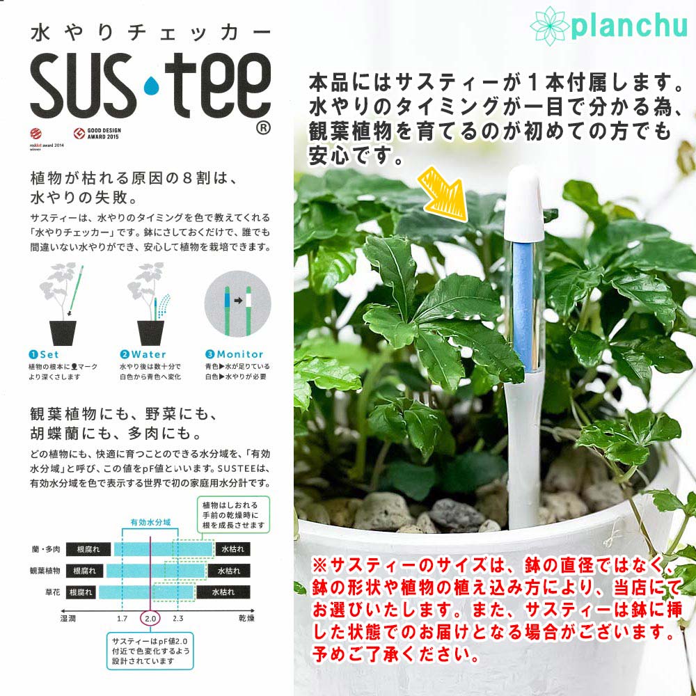 観葉植物 ナギ 4号樹脂鉢 ホワイト サスティー付き 受け皿付き 育て方