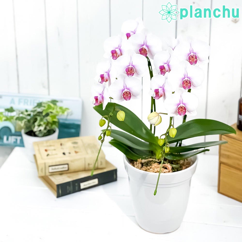 楽天市場】ギフト コチョウラン 1本立ち ミセスブラウン 3号鉢 胡蝶蘭