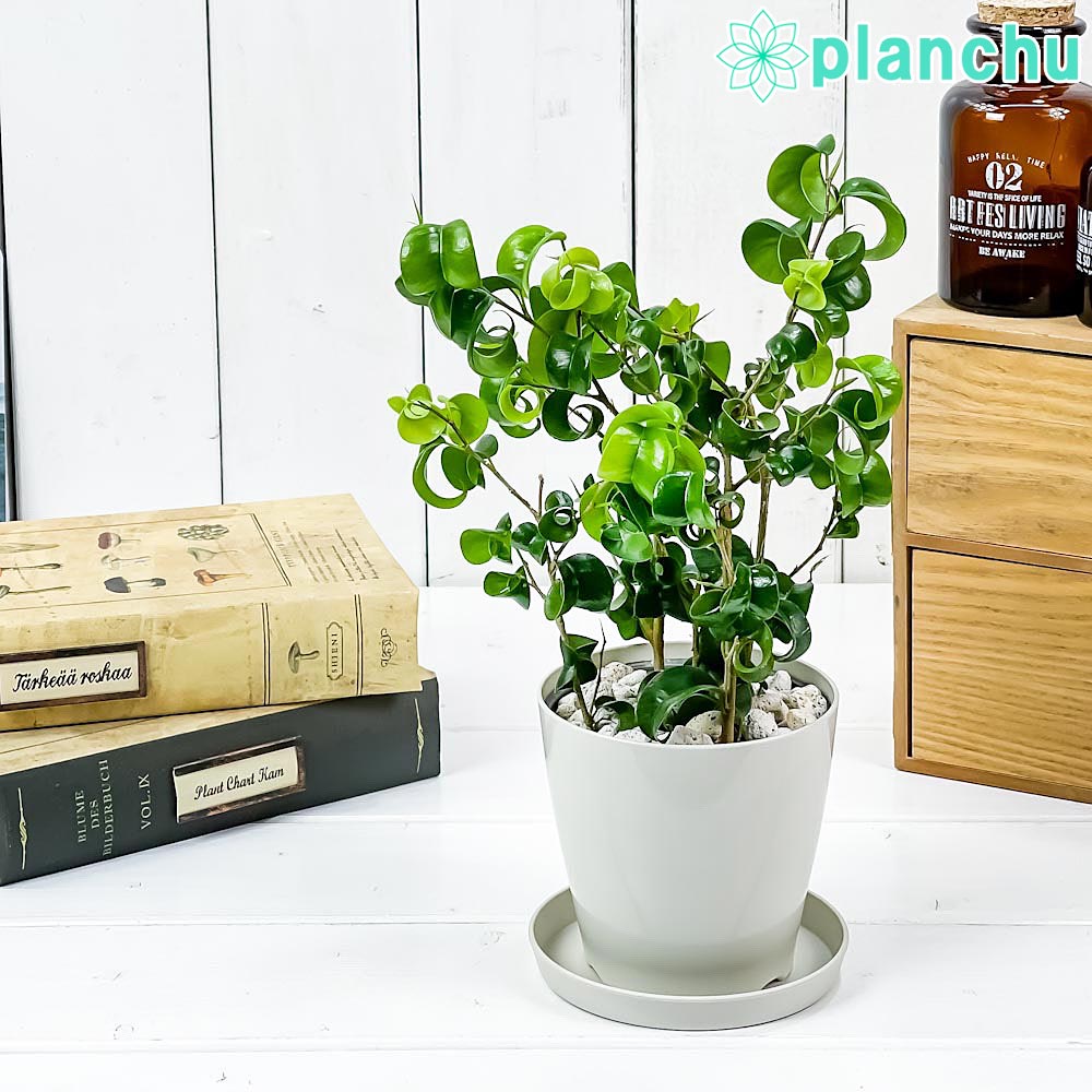 ★ ポリシャス バタフライ♪ 100cm 7号♪ Amazon｜観葉植物 ポリシャス (タイワンモミジ) 7号サイズ｜観葉