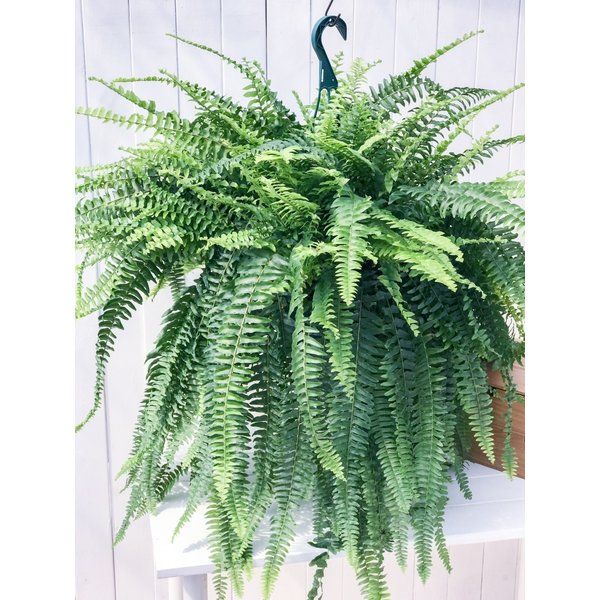 【極上】ネフロレピス・フィッシュテール　人気観葉植物シダ　インテリアグリーン おしゃれ 観葉植物：ネフロレピス フィッシュテール*7号吊り鉢