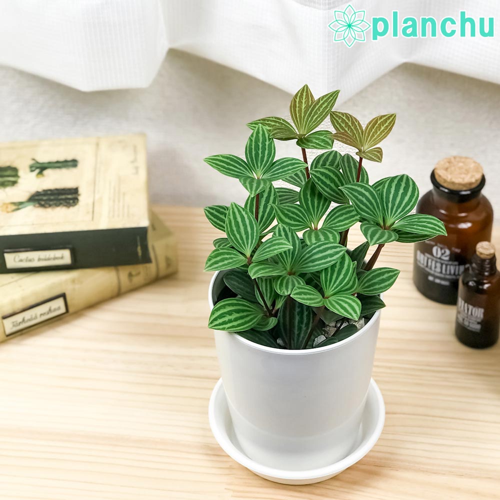 楽天市場】PLANCHU 観葉植物 ペペロミア オブツシフォリア 斑入り 3.5号鉢 受け皿付き 育て方説明書付き Peperomia  obtusifolia 'Variegata' キフペペ : プランチュ 楽天市場店