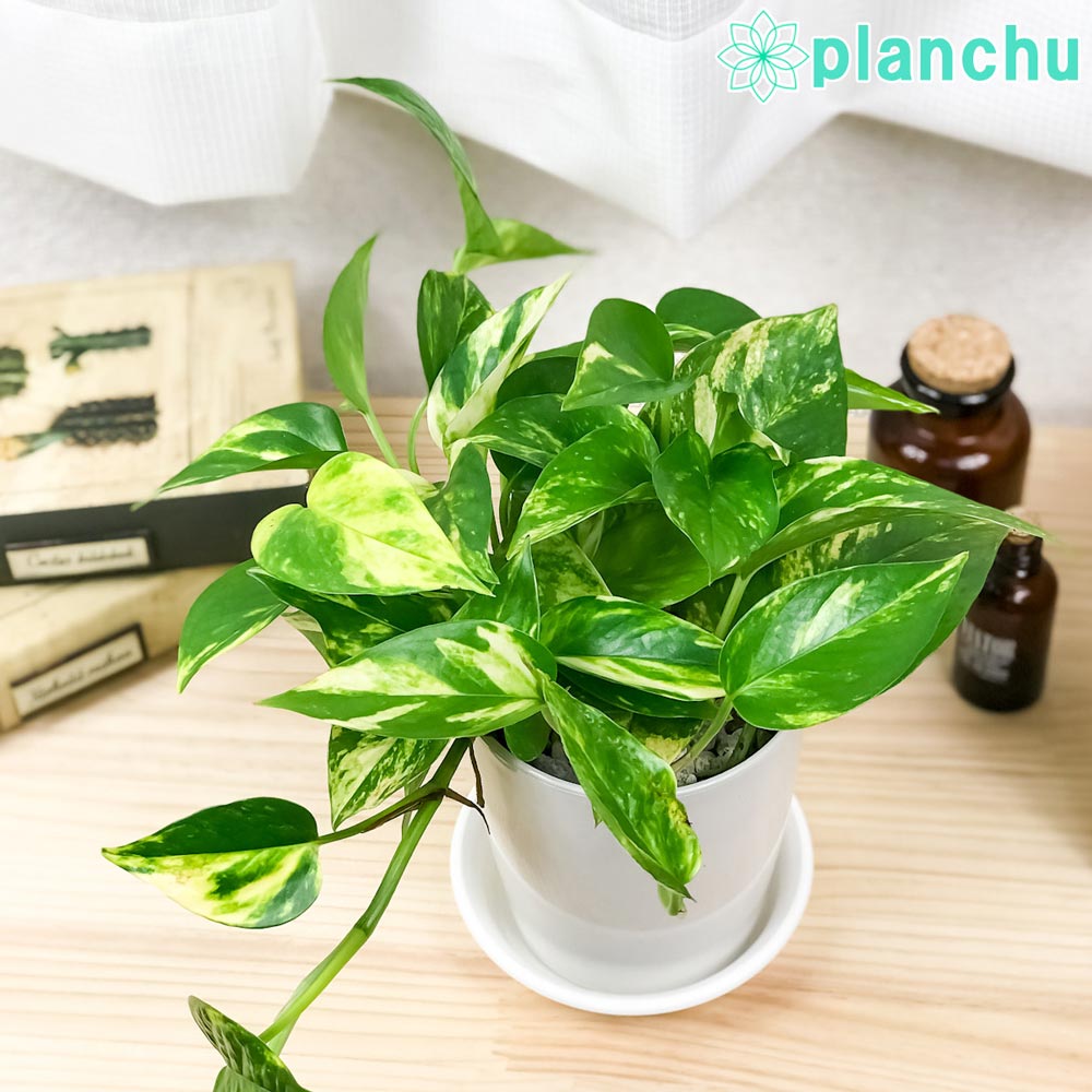 楽天市場】PLANCHU 観葉植物 ガジュマル 太幹大株 8号平鉢 受け皿付き