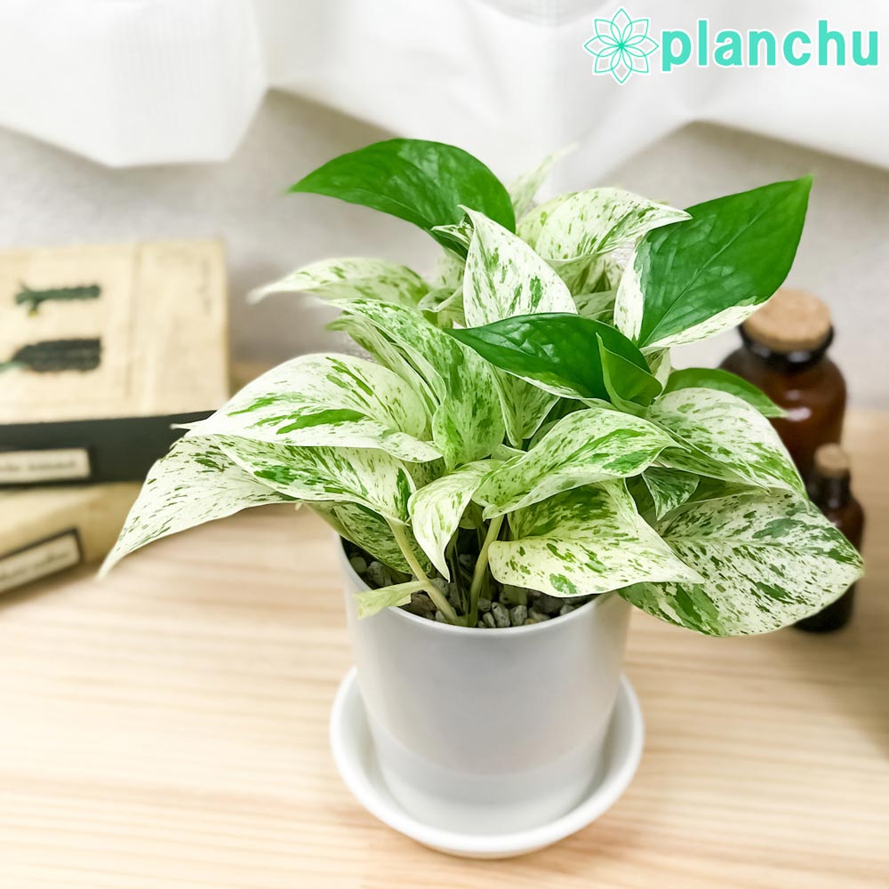 楽天市場】PLANCHU 観葉植物 ジャカランダ ミモシフォリア 4号鉢