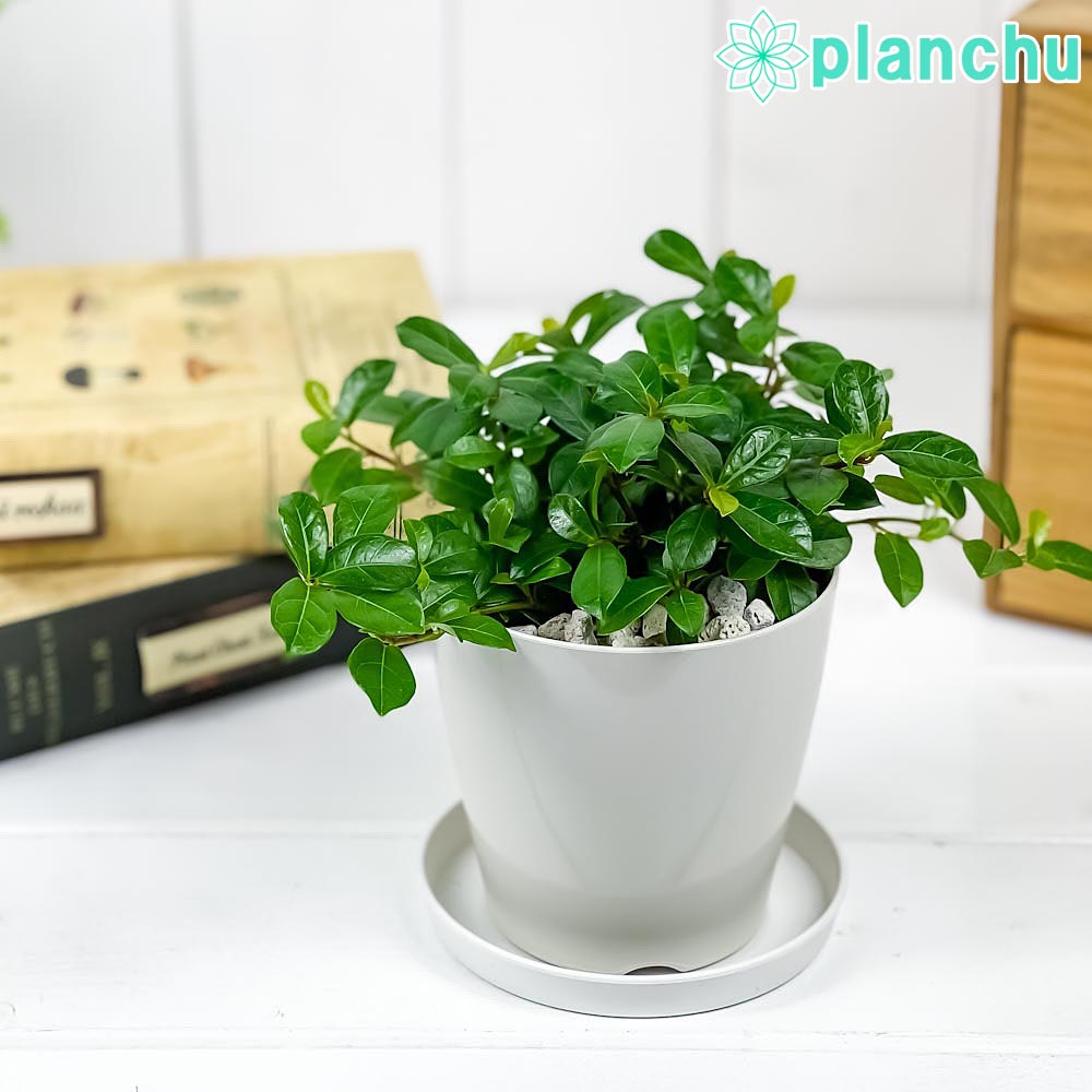 楽天市場】PLANCHU 観葉植物 フィカス レリジオーサ 5号樹脂鉢