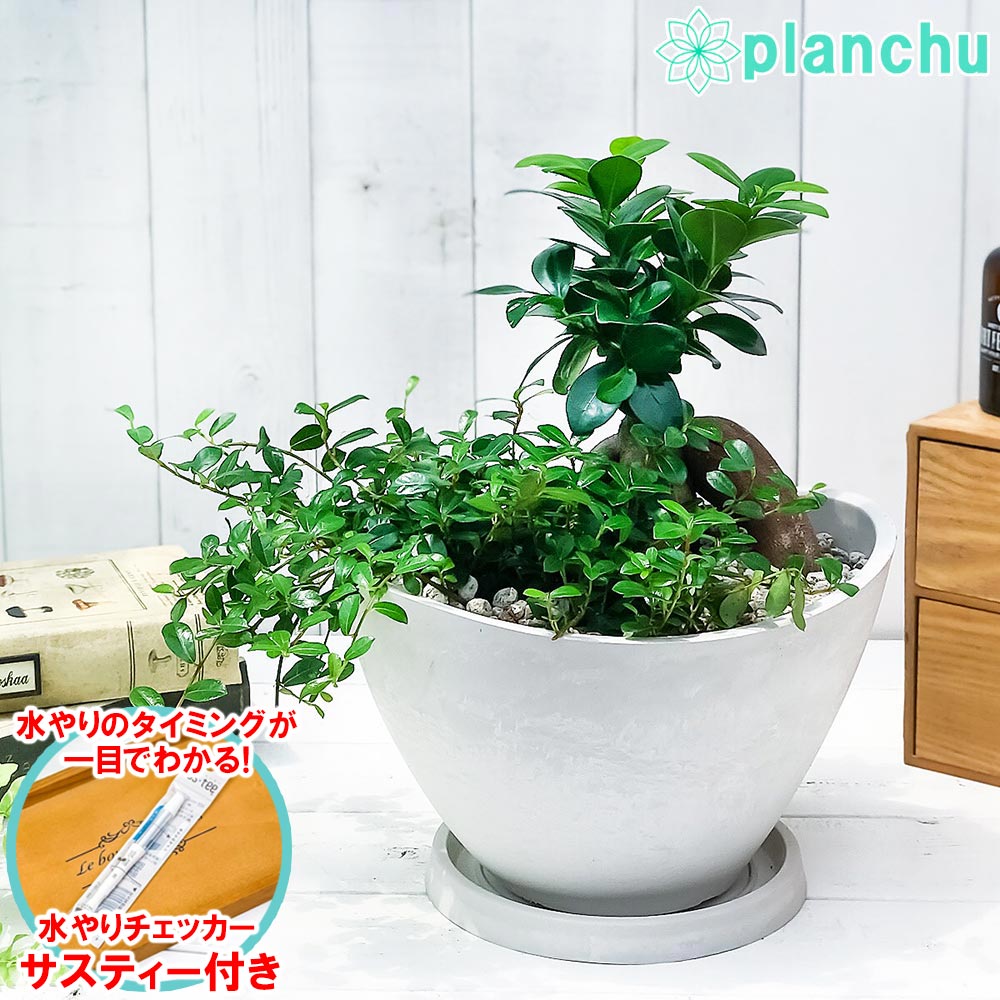 楽天市場】PLANCHU 観葉植物 ガジュマル 太幹大株 8号平鉢