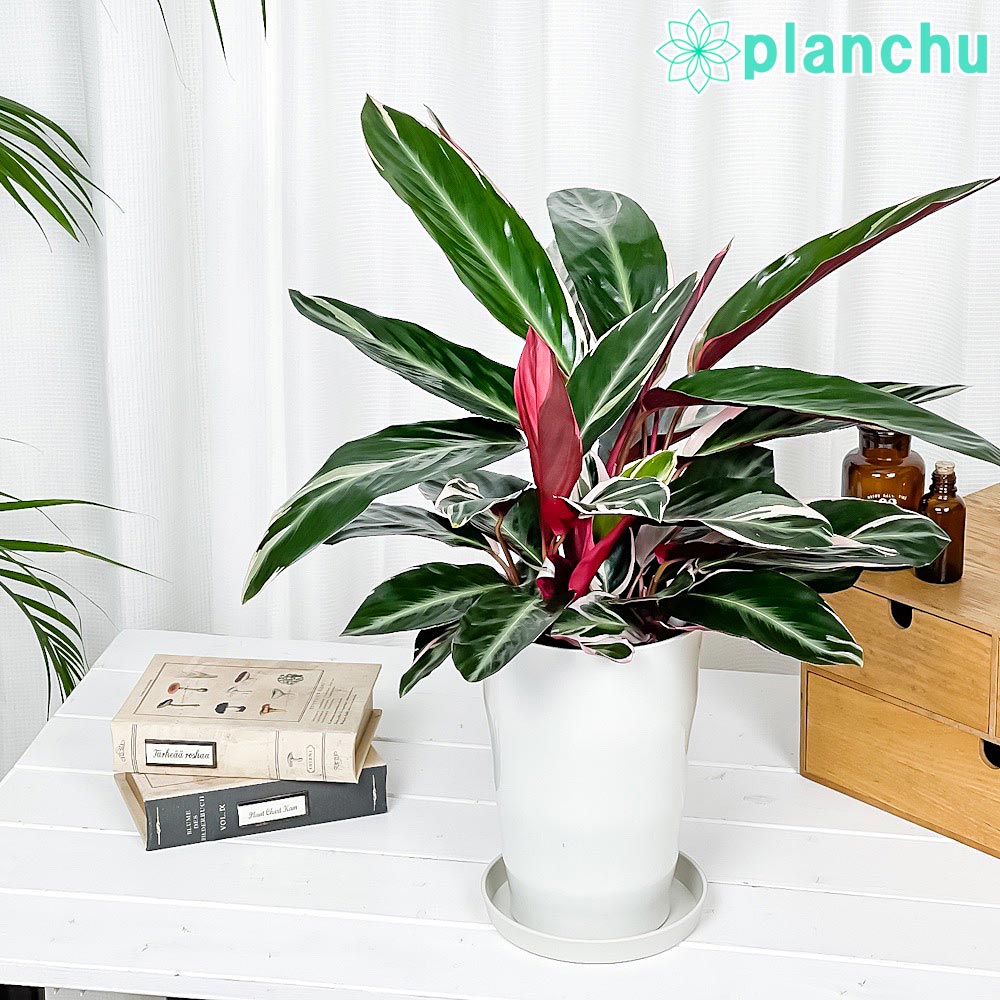 楽天市場】PLANCHU 観葉植物 クテナンテ グレイスター 6号鉢