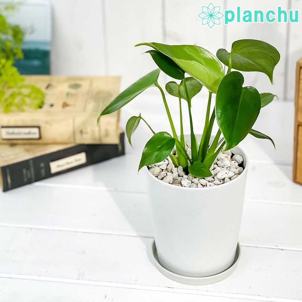 楽天市場】PLANCHU 観葉植物 ストレリチア オーガスタ 4号鉢