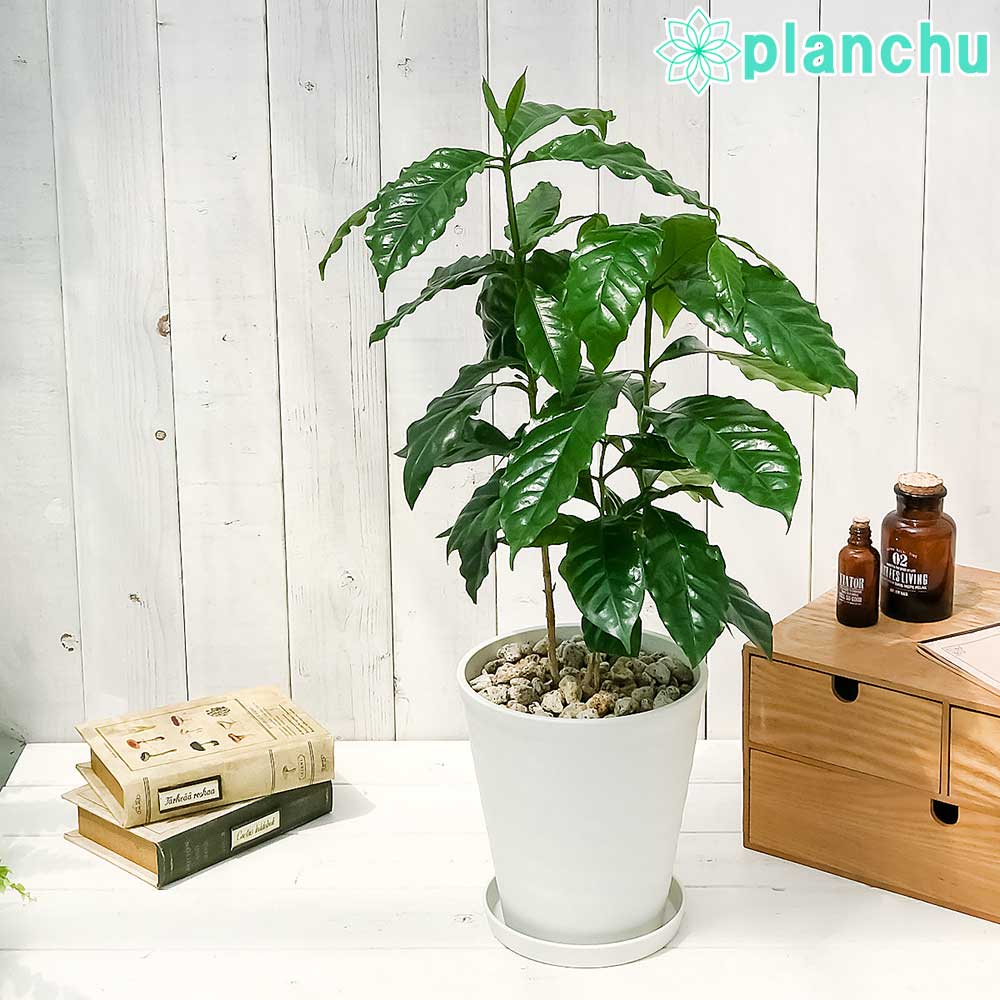 現品、コーヒーの木※アラビカ　2本入り　今年も花が咲きました！お値引き可能です！ TK様！現品、コーヒーの木※アラビカ 2本入り 今年も花が咲きました