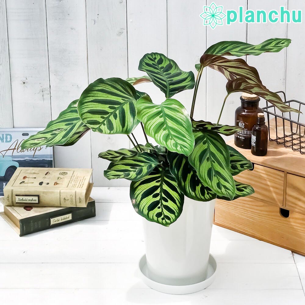 楽天市場】PLANCHU 観葉植物 カラテア サンデリアーナ 4号鉢 受け皿付き 育て方説明書付き Calathea ornata  'Sabderiana' : プランチュ 楽天市場店