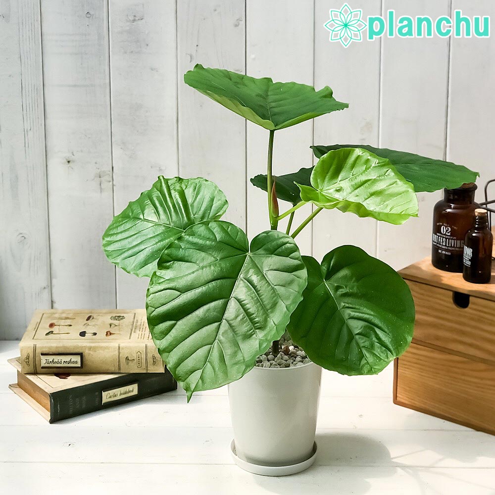 楽天市場】PLANCHU 観葉植物 フィロデンドロン クルエンタム 6号鉢