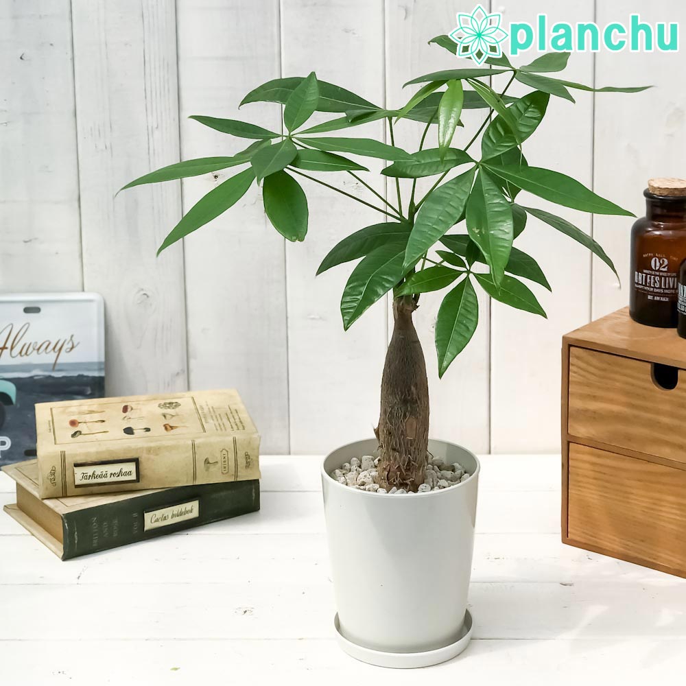 ガジュマル　太幹　フィカス　植物　インテリア 楽天市場】PLANCHU 観葉植物 ガジュマル 太幹大株 8号平鉢