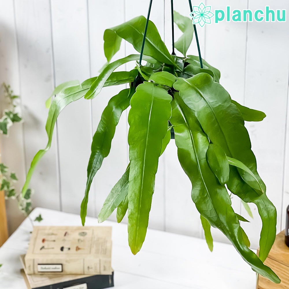 楽天市場】PLANCHU 観葉植物 レピスミウム ホーレティアナム 5号吊り鉢 Lepismium houlletianum 森林性サボテン :  プランチュ 楽天市場店