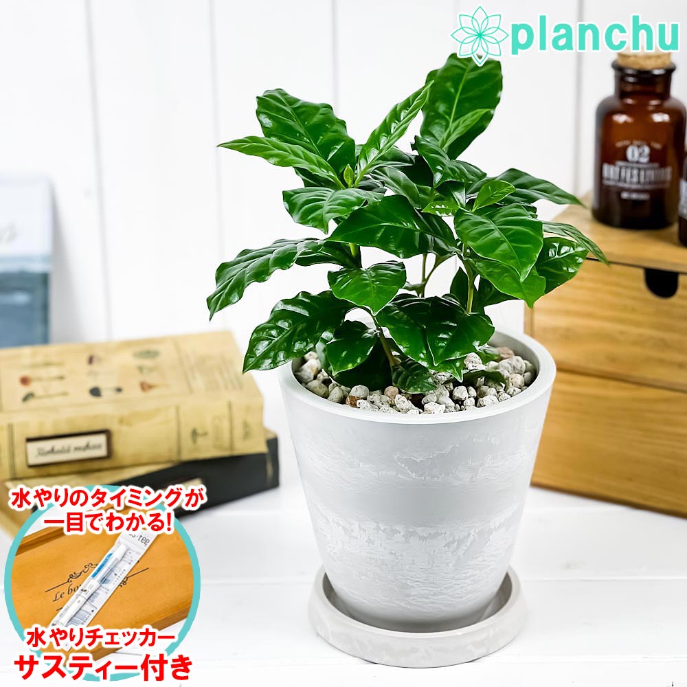 楽天市場】PLANCHU 観葉植物 コーヒーノキ アラビカ 5号鉢 楽天市場】PLANCHU 観葉植物 コーヒーノキ アラビカ 5号鉢