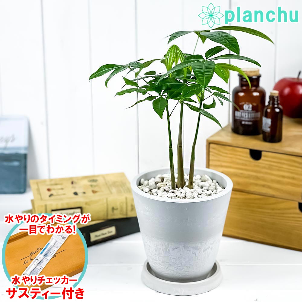 [マラソン限定クーポンあり] 手作りキット カラフルパキラ 手芸キット パキラ 葉 鉢植え 可愛い ファブリックプランツ リバティで創る 創作園芸課  | DIY＋