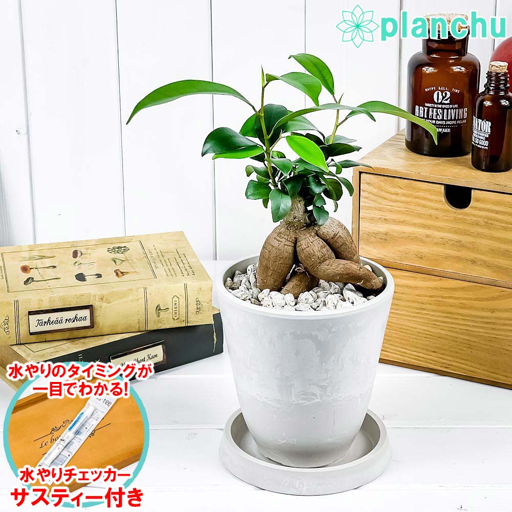 ガジュマル　太幹　フィカス　植物　インテリア 71PuX8S5qmL._UF350,350_QL50_.jpg