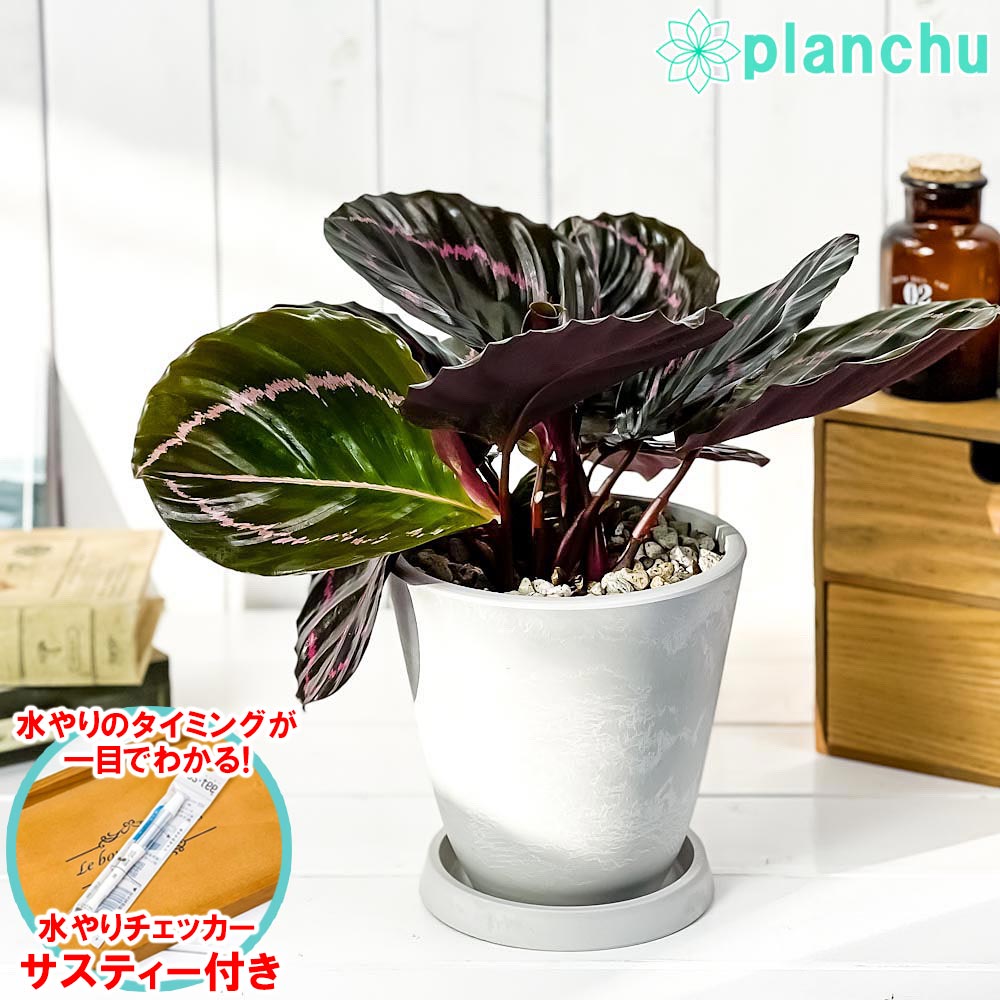 楽天市場】PLANCHU 観葉植物 カラテア サンデリアーナ 4号鉢 受け皿付き 育て方説明書付き Calathea ornata  'Sabderiana' : プランチュ 楽天市場店