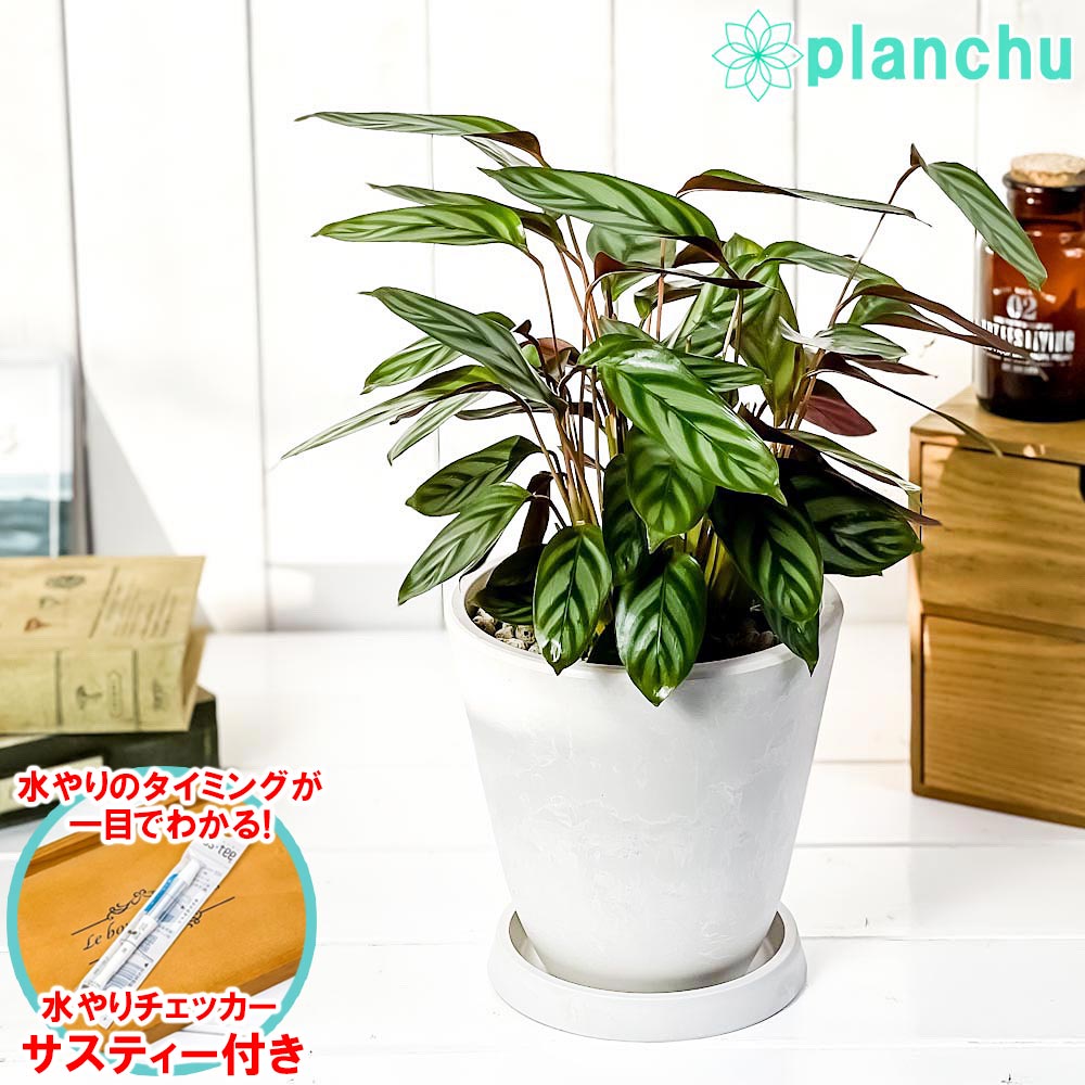 楽天市場】PLANCHU 観葉植物 クテナンテ グレイスター 6号鉢